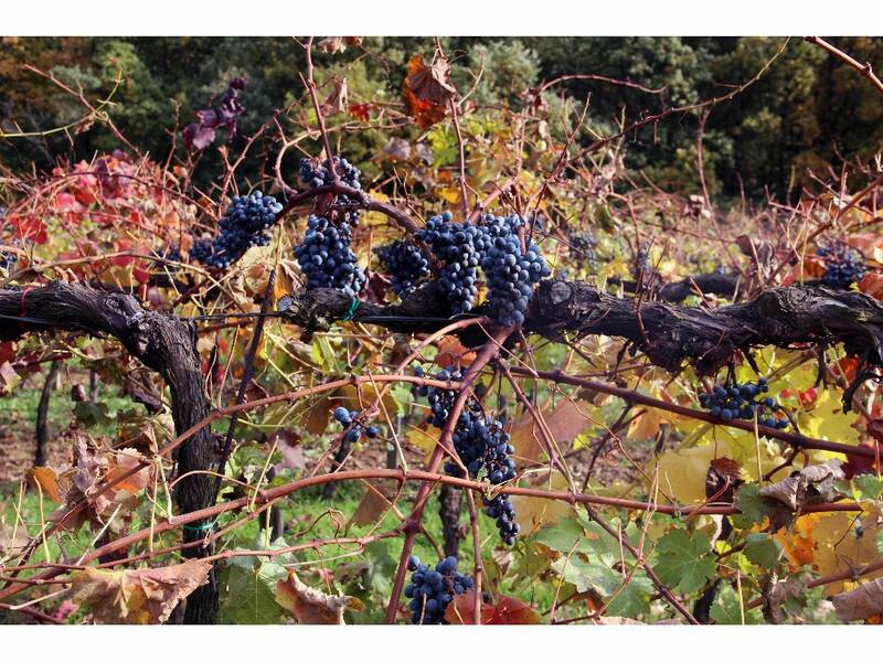 Alibernet in The Dry Hill Vineyard